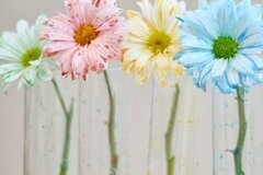 Опыты для детей: Разноцветные цветы